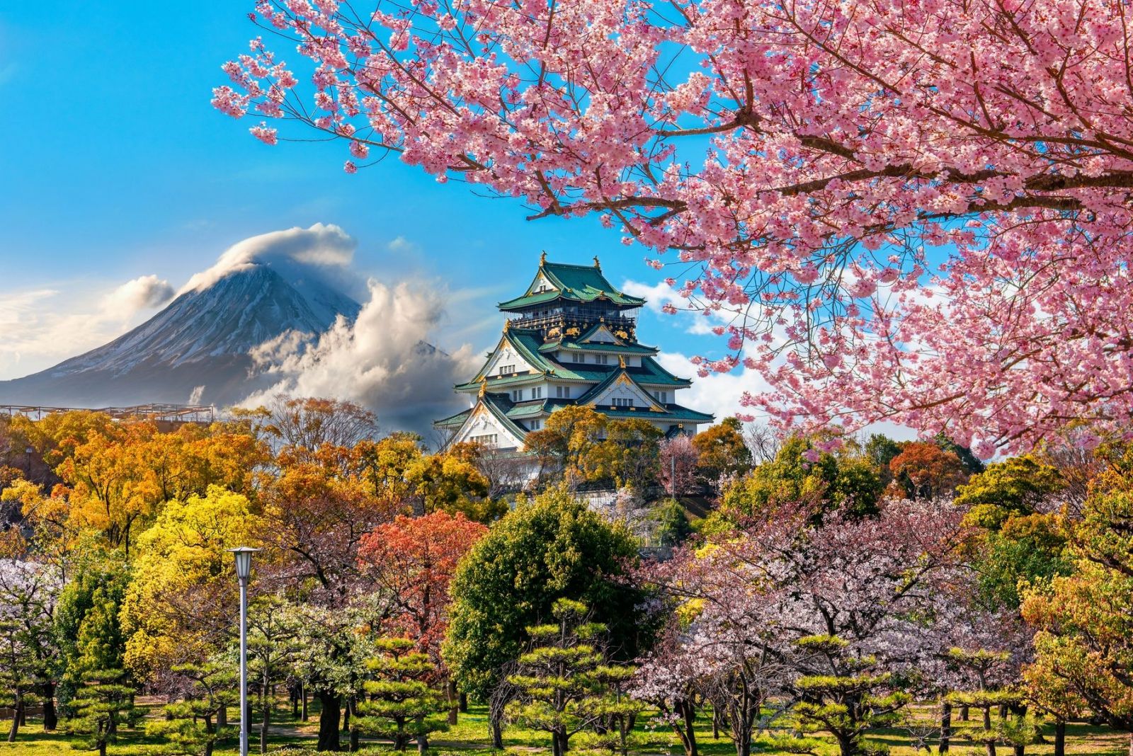 Ngắm hoa anh đào (Sakura)