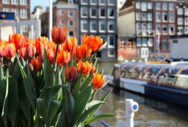 Hoa tulip – Biểu tượng của đất nước Hà Lan